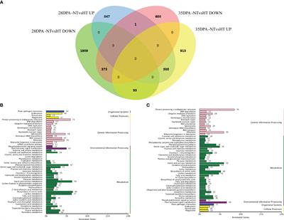 Identification and validation of coding and non-coding RNAs involved in high-temperature-mediated seed dormancy in common wheat